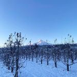 Kiyokawa Family Orchards (Mount Hood, OR)