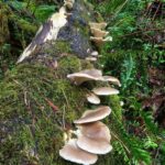 Mindful Mushrooms (Portland, OR)