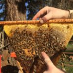 Raw Oregon Honey (Oak Grove, OR)