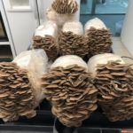 Bridgetown Mushrooms (Tigard, OR)