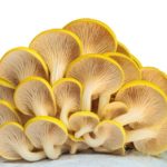 Bridgetown Mushrooms (Tigard, OR)