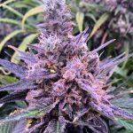 Silver Stem Fine Cannabis Dispensary (East Denver, CO)