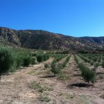 The California Olive (Menifee, CA)
